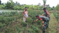Melalui Komsos, Babinsa Koramil 1710-07/Mapurujaya Beri Dukungan Serta Motivasi Kepada Petani Di Wilayah Binaan