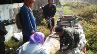 Tingkatkan Hasil Panen, Babinsa Kelurahan Banjarsari Bersama Dinas Pertanian Lakukan Giat Pengubinan