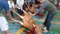 SMP Islam Al Mustarih, Berkurban 2 Ekor Sapi Dan 6 Ekor Kambing