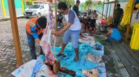 Idul Adha 1444 H, PLN UP3 Sorong qurban 4 Ekor Sapi dan 5 Ekor Kambing