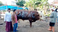 Prabowo Salurkan Puluhan Hewan Qurban ke Ponpes-ponpes dan Ormas Keagamaan di Jawa Barat