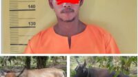 Bawa Kabur 2 Sapi Petani, Warga Teluk Bano I Ditangkap Polisi