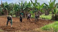 Prajurit Badak Hitam 511 Manfaatkan Lahan Tidur Dan Subur Untuk Kesejahteraan Masyarakat Di Perbatasan Papua