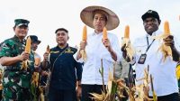 Presiden Jokowi Tinjau Ladang Jagung di Kabupaten Keerom