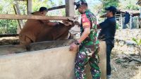 Berikan Vaksin Pada Hewan Ternak, Ini Harapan Babinsa Selogiri