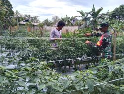 Babinsa Koramil 07/Mapurujaya Laksanakan Pendampingan Kepada Petani Cabai