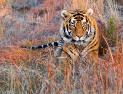 Harimau Sumatera Semakin Terancam