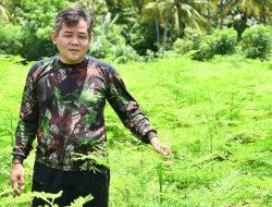 Melejit di Pasar Ekspor, Kementan Genjot Pengembangan Hulu-Hilir Kelor dan Minat Generasi Muda