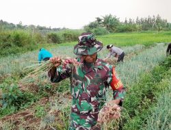 Panen bawang, Babinsa dan Petani Desa Cisalada Bersama Tingkatkan Ketahanan Pangan