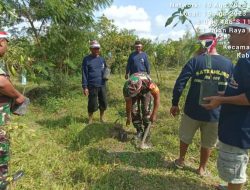 Dukung Penghijauan Di Wilayah Binaan, Babinsa Koramil Udanawu Bersama Warga Masyarakat Tanam Pohon Alpukat