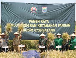 Panen Padi Perdana Protangguh di Wilayah Batang Melimpah