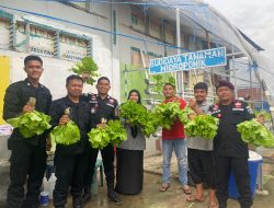 Sukses Lakukan Pembinaan, Rutan Rengat Panen Sayur Hidroponik Bersama Warga Binaan