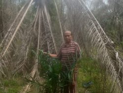 Kepolisian Resor labuhanbatu Masih menyelidiki Kasus perusakan lahan Sawit dan Penganiayaan