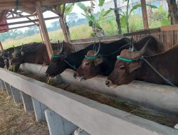 Polsek Rumpin Polres Bogor, Berhasil Ungkap Pelaku Curas atau Perampokan Belasan Ekor Sapi di Wilayah Desa Kertajaya