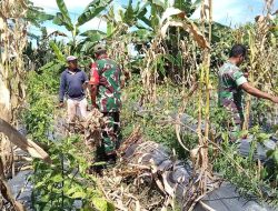 Sarana Jalin Keakraban Serta Perkokoh Kemanunggalan, Babinsa Koramil 1710-07/Mapurujaya Rutin Komsos Bersama Warga Binaan