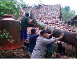 Pohon Setinggi 20 Meter Tumbang Hingga Timpa Rumah Warga, Pihak Kepolisian Lakukan Penanganan