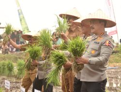 Kegiatan Panen Raya dan Tanam Ulang POLRI Presisi Untuk Negeri di Desa Penggalaman, Kalsel