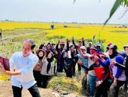 Panen Raya di Indramayu, Presiden Pastikan Produksi Padi Baik