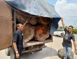 Polisi Amankan Colt Diesel Pengangkut Kayu Ilegal di Lipat Kain