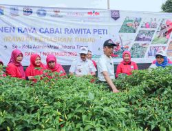 Panen Cabai Serentak di Wilayah Jakarta Timur, Bukti Nyata Ketahanan Pangan dan Penghijauan