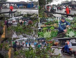 Pihak Kepolisian dan BPBD Evakuasi Pohon Tumbang Yang Terjadi di Sukaraja Bogor