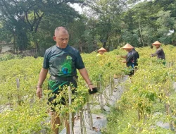Panen Cabai, Kata Danrem 081/DSJ : Inilah Manfaat Dari Ketahanan Pangan