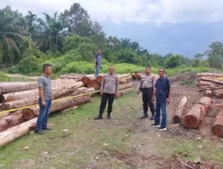 Amankan 215 Kayu Ilegal di Kuntu Darussalam, Polisi Buru Pelaku