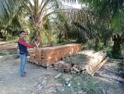 Diduga Hasil Illegal Logging, Polisi Amankan 1158 Kayu Olahan