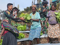 Sambut Perayaan Natal Penuh Kasih, Tri Dharma Ajak Warga Intan Jaya Panen Sawi Putih