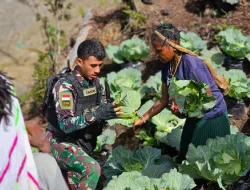 Dari Bumi Papua, Untuk Masyarakat Papua, Satgas 330 Bagikan Hasil Panen Sayuran Organik