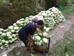 Relawan Prabowo Borong Sayur yang Tak Laku dari Petani 7 Ton Per Hari untuk Kaum Dhuafa