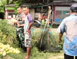 Bantu Panen Timun Suri Babinsa Menjadi Pelopor Para Petani