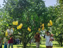 Merayakan Panen Raya Melon, Belimbing dan Jambu Kristal Di Taman Buah Mekarsari