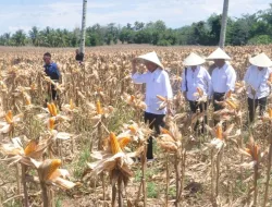 Jokowi Tinjau Panen Jagung di Boalemo, Dorong Tingkatan Produktivitas dan Kesejahteraan Petani