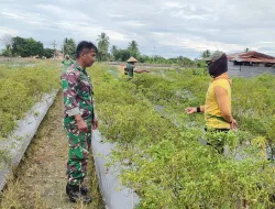 Babinsa Koramil 02/Timika Dampingi Petani Merawat Tanaman Cabe