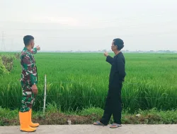 Dampingi Petani Penggarap Padi Inilah Cara Babinsa Meningkatkan Ketahanan Pangan