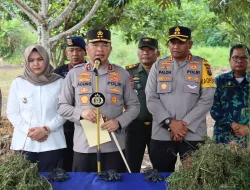 Pakai Teknologi Satelit, Polda Sumut Temukan Ladang Ganja Seluas 5 Hektar di Pegunungan Tor Sihite Madina
