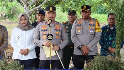 Pakai Teknologi Satelit, Polda Sumut Temukan Ladang Ganja Seluas 5 Hektar di Pegunungan Tor Sihite Madina