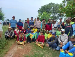 Persoalan Hama Batang Padi Babinsa Berikan Pendampingan Tim Penyuluhan