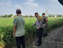 Kembangkan Program Pertanian Babinsa Koramil 01 Tambun Turun Ke Sawah