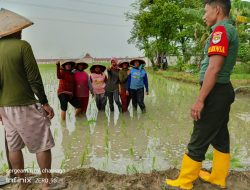Ternyata Inilah Tujuannya Babinsa Sambangi Petani Di Pulo Puter