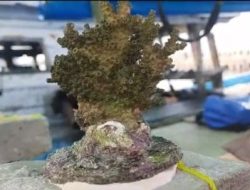 Bhabinkamtibmas Pulau Lancang dan Pemuda Karang Taruna Melaksanakan Giat Pembibitan Terumbu Karang