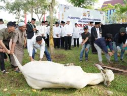 Idul Adha 1445 H Tahun 2024, Polda Riau Serahkan 32 Sapi Limosin dan 20 Ekor Kambing