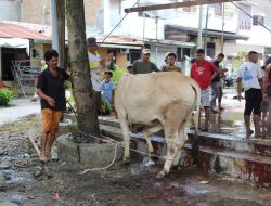 Rayakan Idul Adha 1445 H, Keluarga Besar IPK Berbagi Daging Qurban Kepada Ribuan Anggota dan Masyarakat
