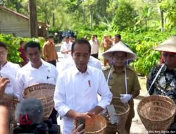 Presiden Jokowi Bersama Para Petani Lakukan Panen Kopi di Desa Kembahang