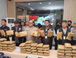 Polres  Metro Jakarta Utara Gagalkan Peredaran Ganja Seberat 77 Kg
