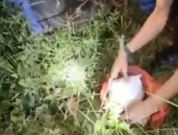 Kabur Saat Dikejar Polisi, Kurir Sabu 1 Kilogram Tabrak Pohon Pinggir Jalan