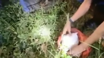 Kabur Saat Dikejar Polisi, Kurir Sabu 1 Kilogram Tabrak Pohon Pinggir Jalan