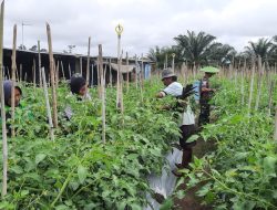 Babinsa Koba Ulu Lakukan Pendampingan Petani Tomat, Wilayah Binaan
