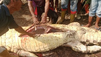 Heboh… Pemancing Ditemukan Tewas Diterkam Buaya